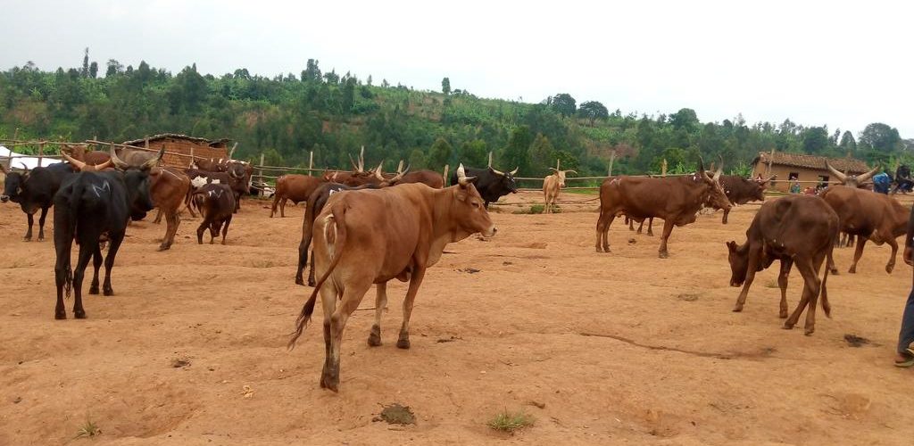 BURUNDI : Visite au Marché de bétail de KWIBUYE / MURAMVYA