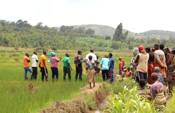 BURUNDI : Visite des champs rizicoles à MAKEBUKO / GITEGA
