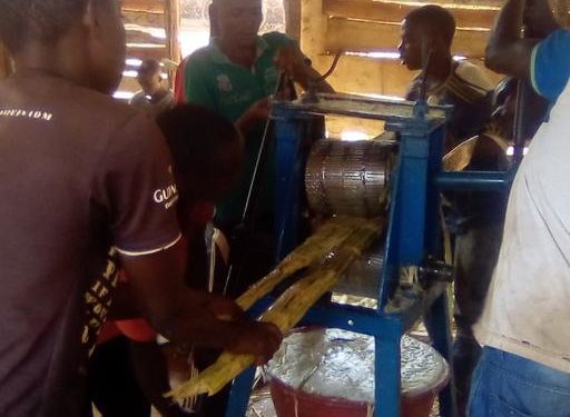 BURUNDI : MUSEKE MWESE produit des vins et liqueurs à la canne à sucre à GAHOMBO / KAYANZA