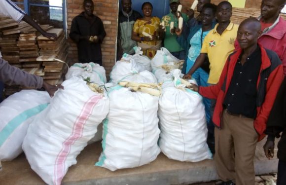 BURUNDI : Bonne récolte de maïs à BUGENDANA / GITEGA