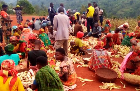 BURUNDI : La coopérative SANGWE de GIKUNGERE égraine sa bonne récolte de maïs / KAYANZA