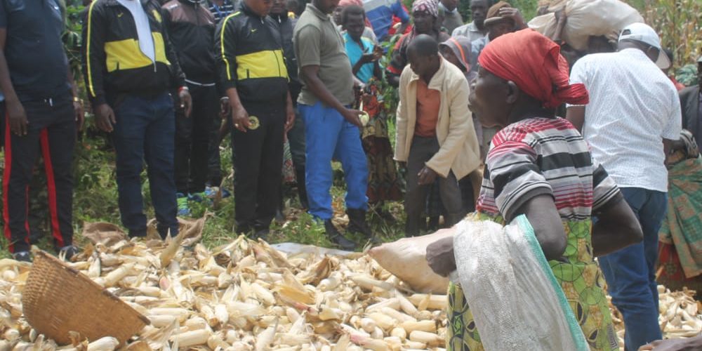 BURUNDI : Bonne récolte de maïs à la coopérative SANGWE BUSINDE / KAYANZA