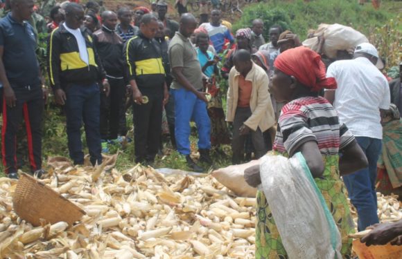 BURUNDI : Bonne récolte de maïs à la coopérative SANGWE BUSINDE / KAYANZA