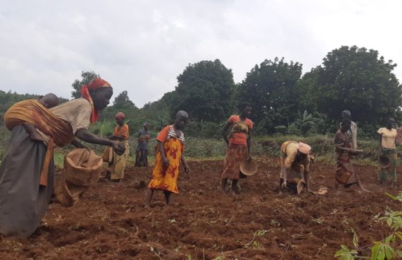 BURUNDI : TRAVAUX DE DEVELOPPEMENT COMMUNAUTAIRE – Mise en terre de 200 kg de semis de haricot à NYAMURENZA / NGOZI