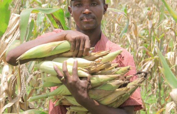 BURUNDI : Un champ avec des récoltes destinées aux nécessiteux à MISHIHA/ CANKUZO