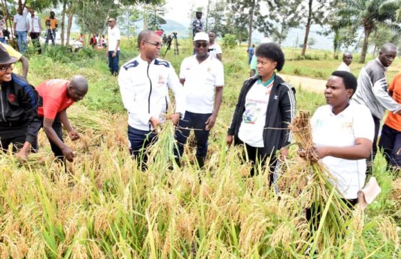 BURUNDI : TRAVAUX DE DEVELOPPEMENT COMMUNAUTAIRE – Récolter 15 tonnes de riz en colline KANSESA à BUGANDA / CIBITOKE