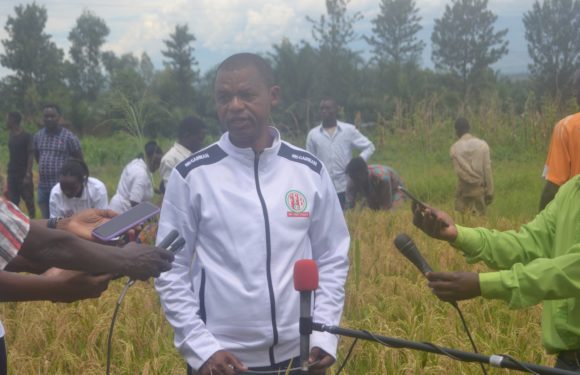 BURUNDI : Le Président du SENAT demande de fixer le prix du riz non décortiqué au kilo / CIBITOKE