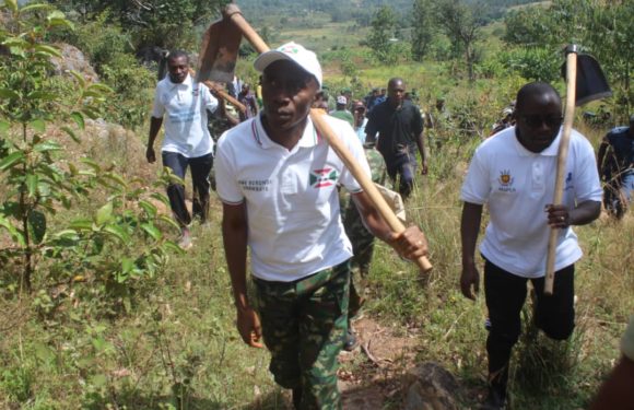 BURUNDI : TRAVAUX DE DEVELOPPEMENT COMMUNAUTAIRE – Sarclage autour des arbres plantés en colline MAKANO / CANKUZO