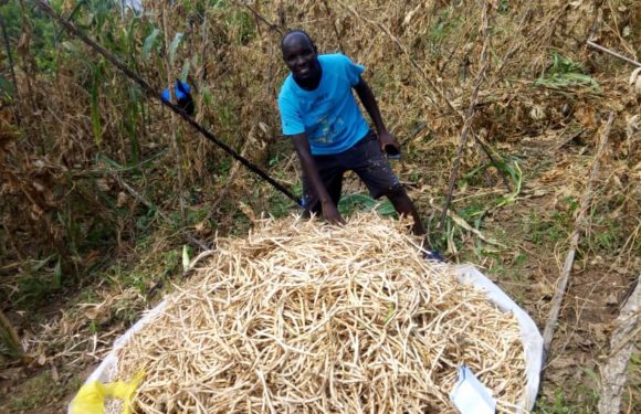 BURUNDI : 80 kg produits avec 1,5 kg de haricots semés sur 2,5 ares / BUBANZA
