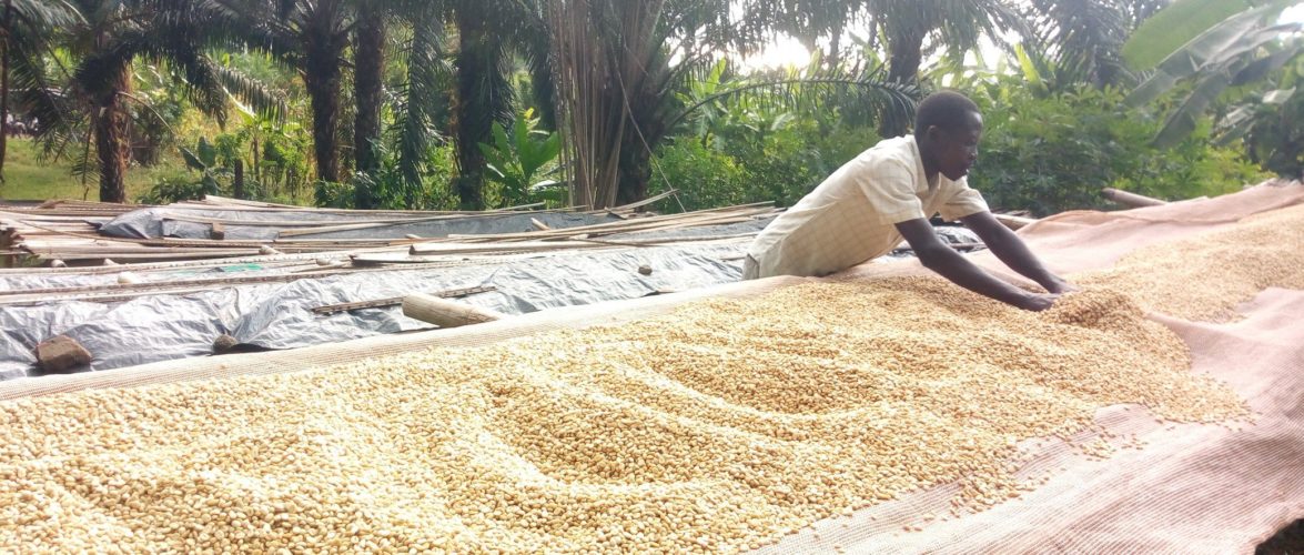 BURUNDI : Les caféiculteurs à GITAZA travaille avec la coopérative TEZIMBERE IKAWA / RUMONGE