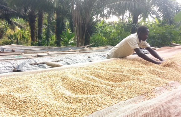 BURUNDI : Les caféiculteurs à GITAZA travaille avec la coopérative TEZIMBERE IKAWA / RUMONGE