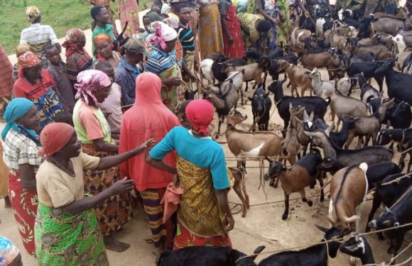 BURUNDI : Les éleveurs de la  coopérative SANGWE en colline BIBARE, ISARE / BUJUMBURA