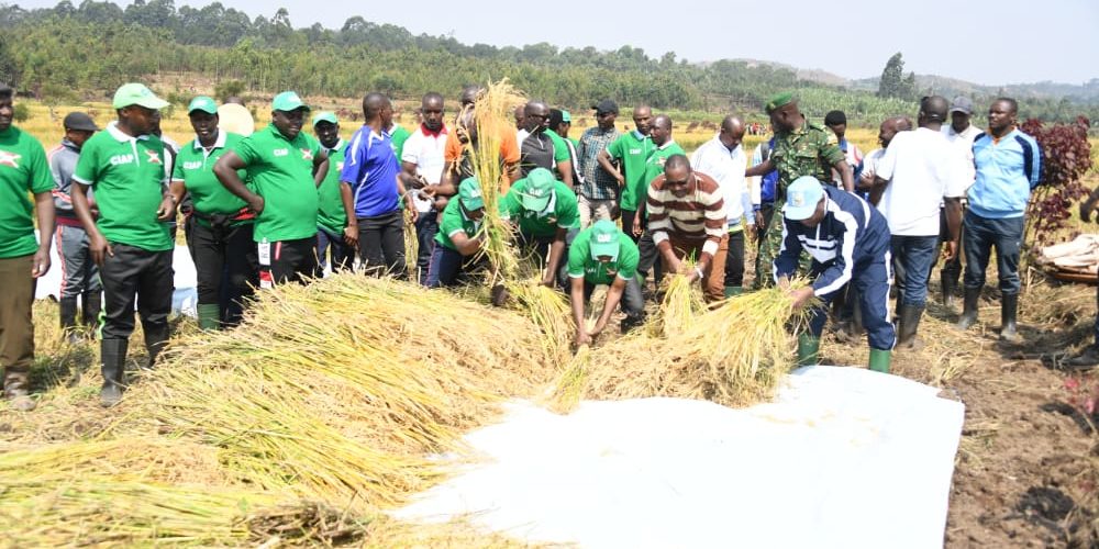 BURUNDI : TRAVAUX DE DEVELOPPEMENT COMMUNAUTAIRE – Récolte du riz dans la vallée de NYAGIHUNDO à MAKEBUKO / GITEGA