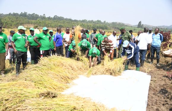 BURUNDI : TRAVAUX DE DEVELOPPEMENT COMMUNAUTAIRE – Récolte du riz dans la vallée de NYAGIHUNDO à MAKEBUKO / GITEGA