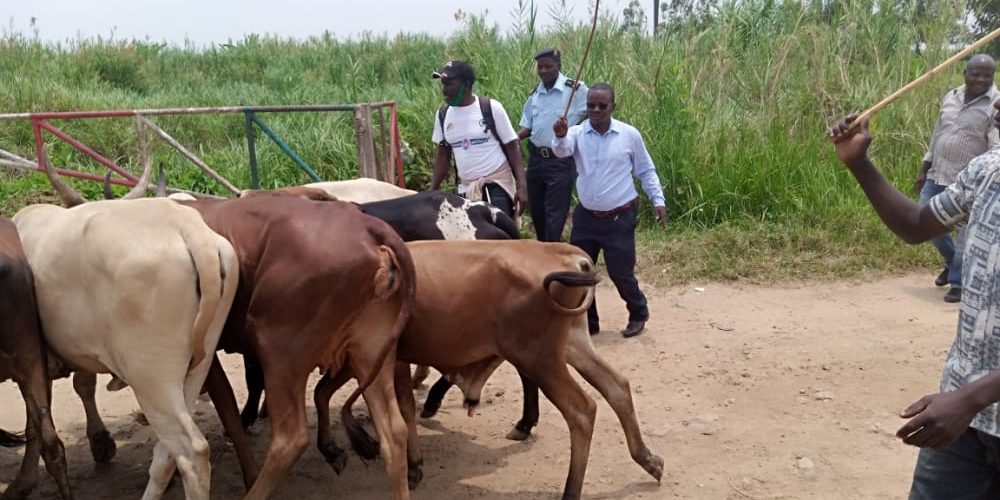 BURUNDI : Remise à GATUMBA de 8 vaches volées en RDC aux autorités congolaises / BUJUMBURA
