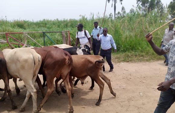 BURUNDI : Remise à GATUMBA de 8 vaches volées en RDC aux autorités congolaises / BUJUMBURA