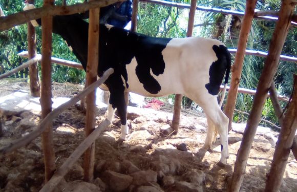BURUNDI : Des éleveurs reçoivent des vaches à MUSIGATI / BUBANZA