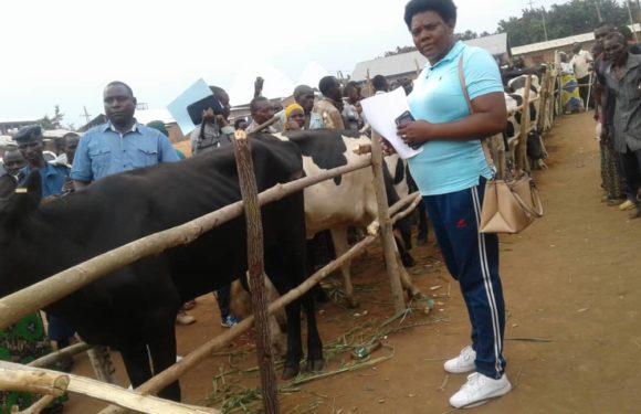BURUNDI : 200 bovins offerts aux paysans de NYANZA-LAC / MAKAMBA