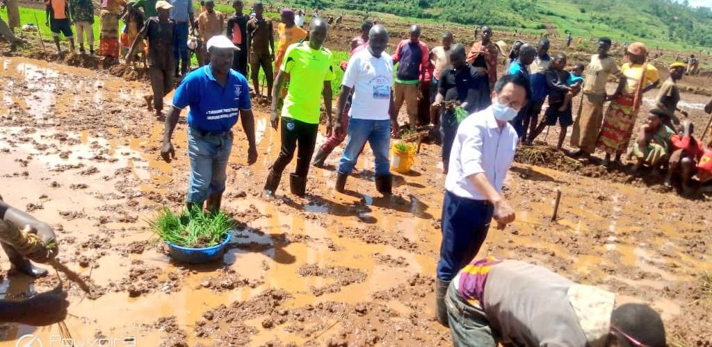 Burundi / Chine  :  Repiquage de plantules du riz au marais de MUBARAZI / MURAMVYA