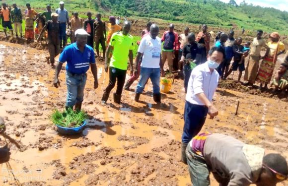Burundi / Chine  :  Repiquage de plantules du riz au marais de MUBARAZI / MURAMVYA