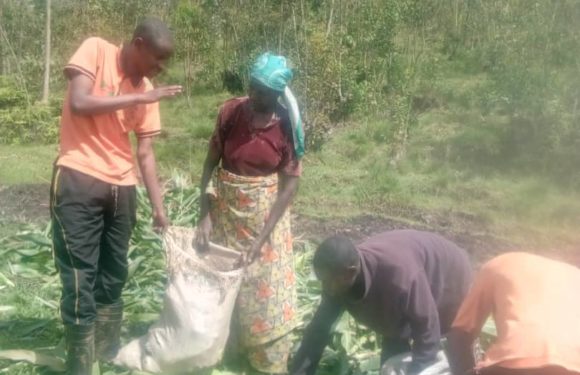Burundi : Récolte de maïs en commune RYANSORO / GITEGA