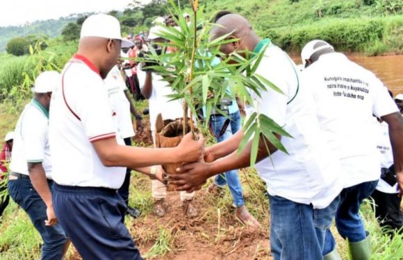Le Burundi célèbre la journée nationale de l’arbre