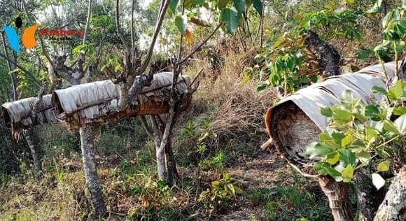 BuRuNDi : RuYiGi Youth Awaked for Development pratique l’apiculture moderne