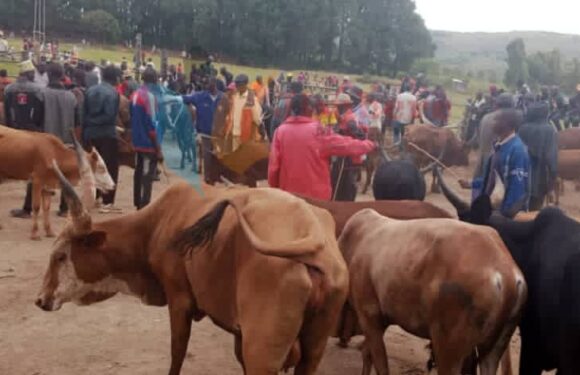 BuRuNDi : Vente de vaches au rabais faute de fourrage à CaNKuZo