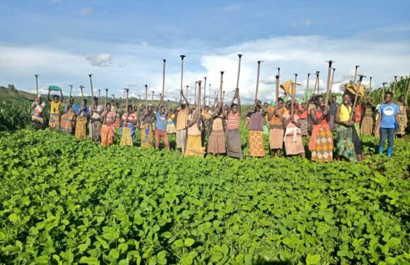 Burundi : Sarclage d’un champ de Soja en colline Nyamugari à Buhiga / Karusi