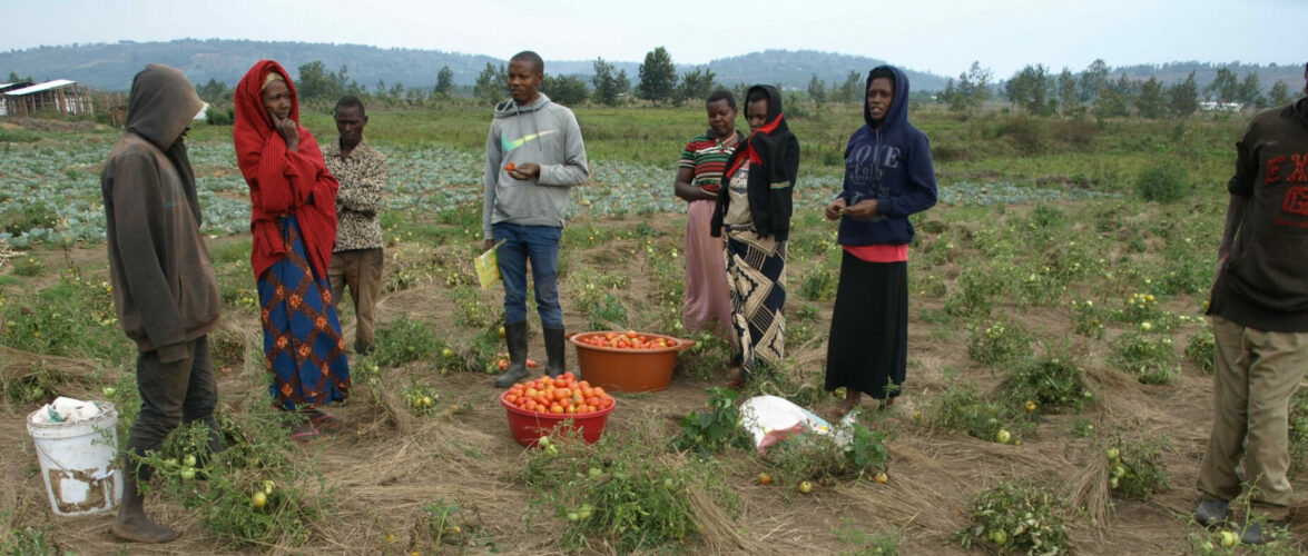 Burundi : La coopérative CJUDI présente ses choux et ses tomates à Nyarugunda / Ngozi
