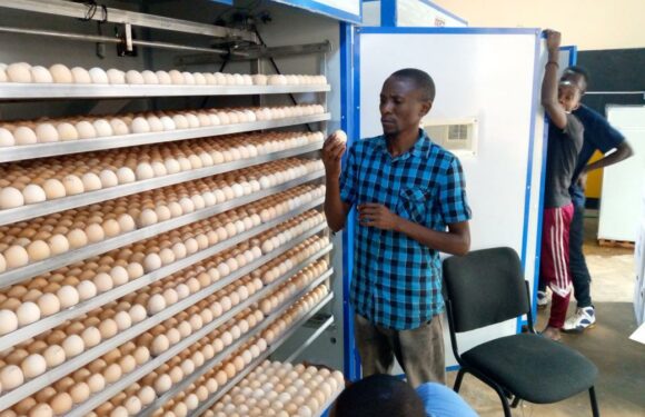 Burundi : Rencontre avec un entrepreneur, éleveur de poussins, à Giheta / Gitega