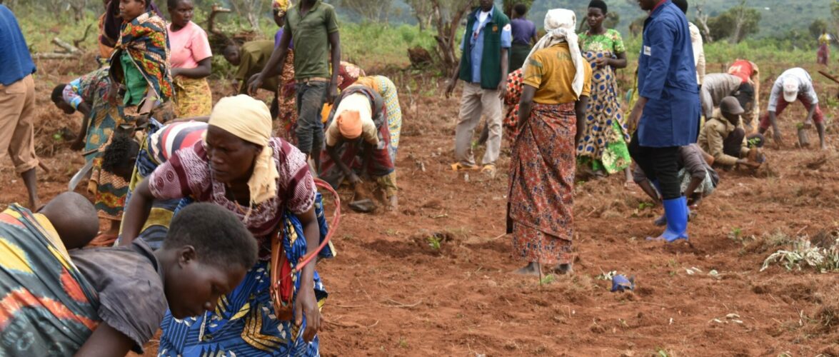 Burundi : L’Etat plante du café à Kigamba sur 30 ha / Cankuzo