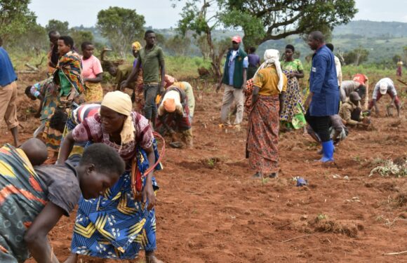 Burundi : L’Etat plante du café à Kigamba sur 30 ha / Cankuzo