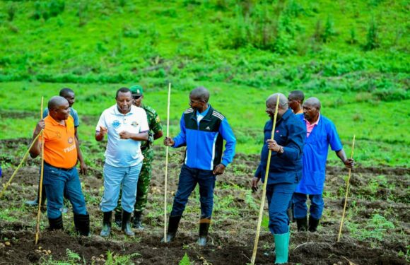 Burundi : Le Chef d’Etat récolte des pommes de terre au Centre Semencier de Mwokora / Cibitoke