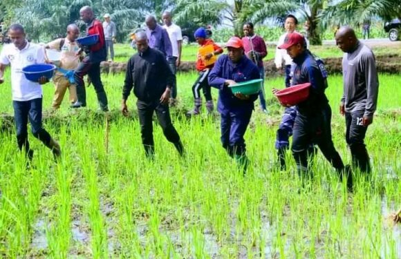 Burundi / chine : Nouvelle méthode pour cultiver le riz hybride sur les collines / Bubanza