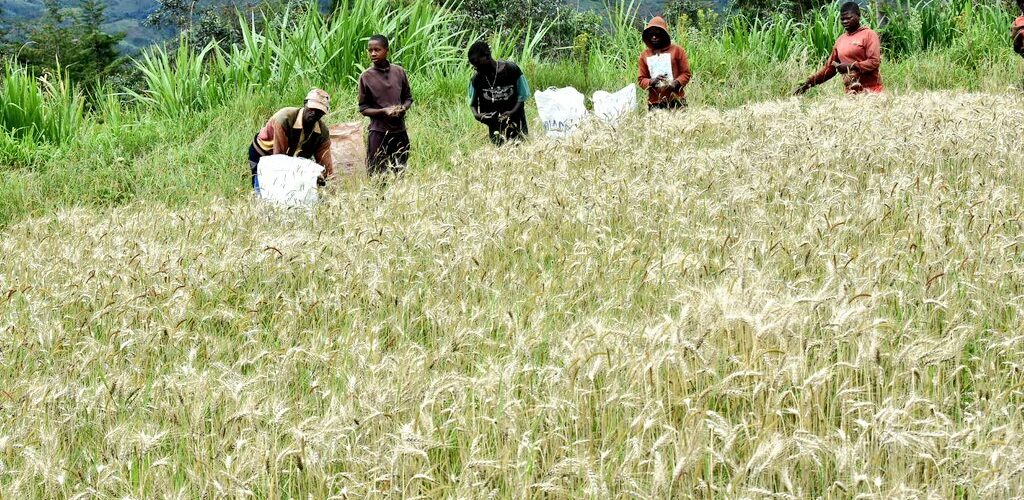 Burundi : Visite d’un champ de blé panifiable à Rubumba, Kiganda / Muramvya