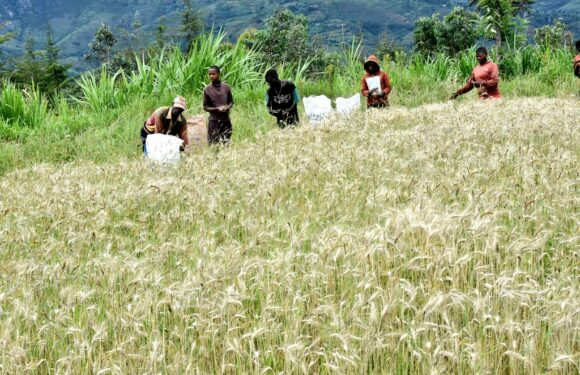 Burundi : Visite d’un champ de blé panifiable à Rubumba, Kiganda / Muramvya