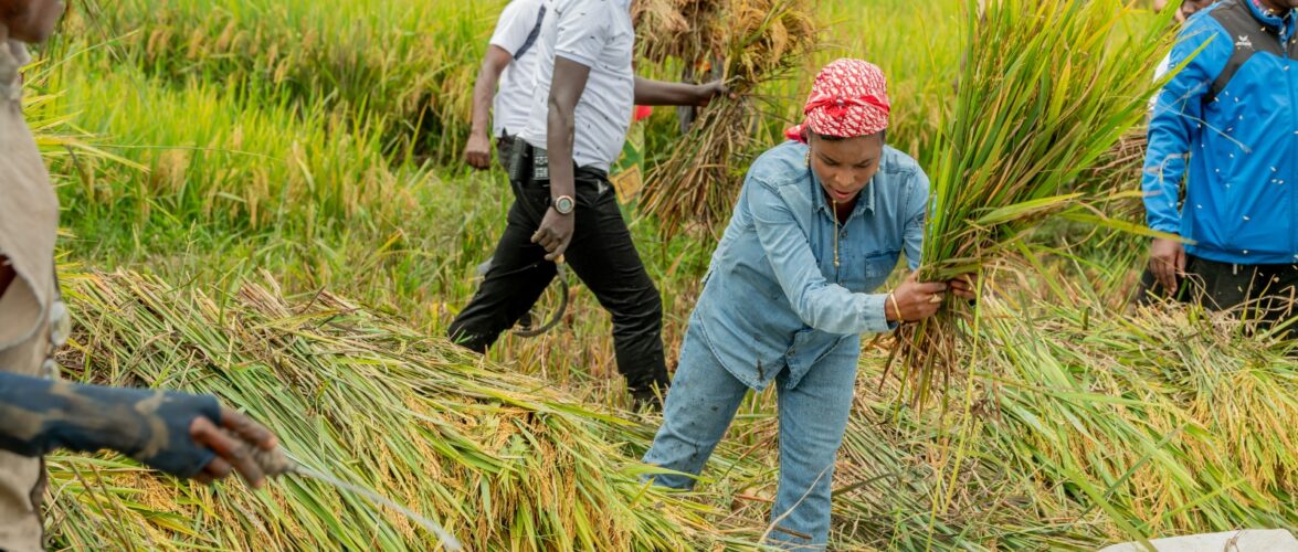 Burundi : La Première Dame cultive du riz dans son champ à Bubanza / Bujumbura