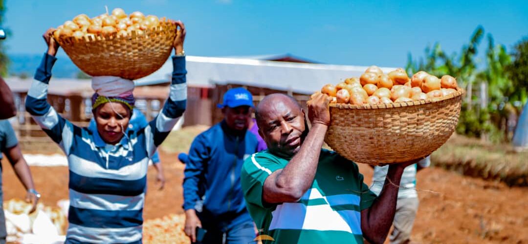 Burundi : Le Président et la Première Dame aux champs récoltent des pommes de terre à Gitega