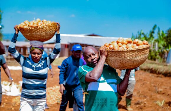 Burundi : Le Président et la Première Dame aux champs récoltent des pommes de terre à Gitega