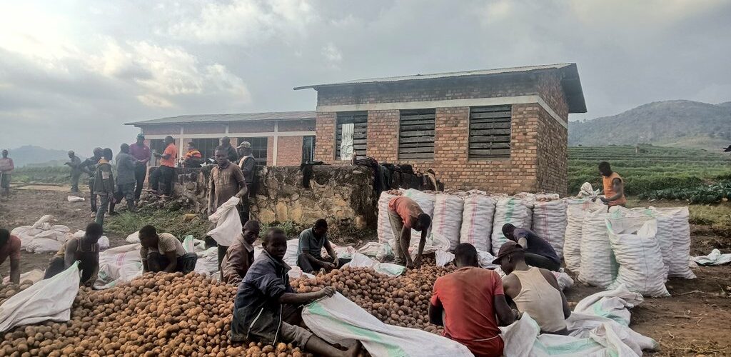 Burundi : – Umugwiza –  débute la récolte des pommes de terre à Kaborore, Kayanza