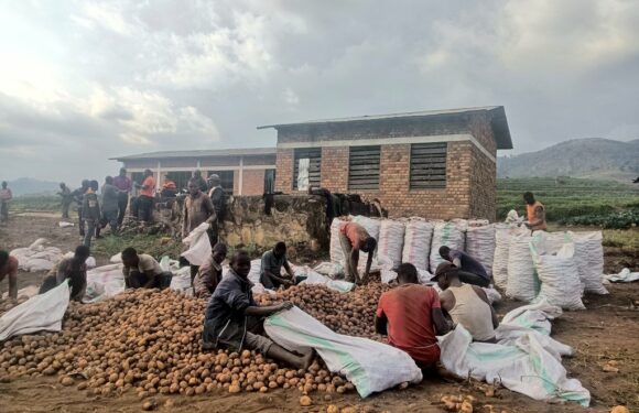 Burundi : – Umugwiza –  débute la récolte des pommes de terre à Kaborore, Kayanza