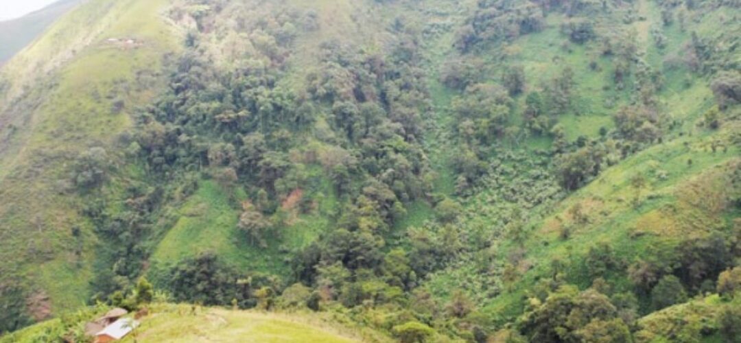 Sommet de Brazzaville : de nouveaux engagements pour la préservation de 3 grands bassins forestiers