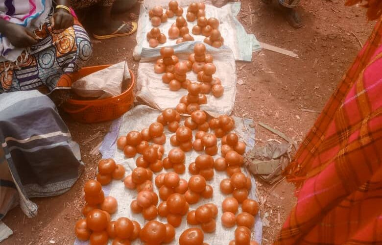 Burundi : Les techniques modernes boostent la tomate à Cankuzo