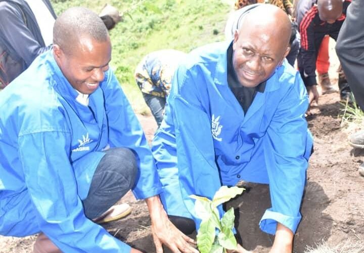 Burundi : Nouveaux plants de caféiers, ambiance de travail dynamique à Bubanza
