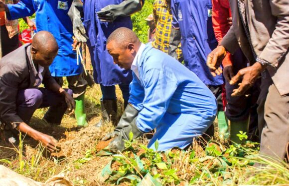Burundi : Lancement de la campagne de plantation de caféiers à Rutana