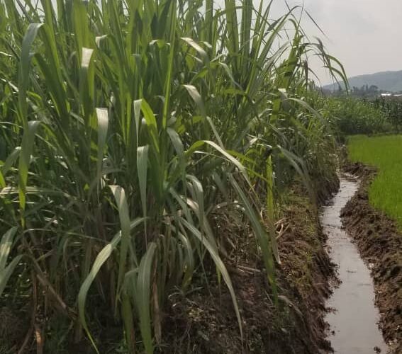 Burundi : 15 entrepreneurs de Cankuzo s’engagent dans la canne à sucre.