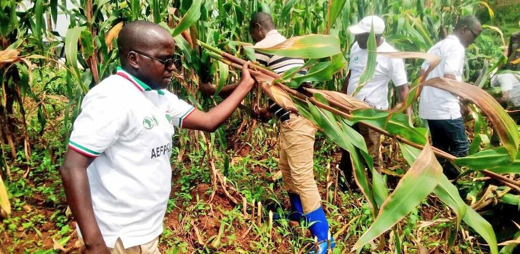 Burundi : Récolte de 6 920 tonnes de maïs prévue à Kayanza