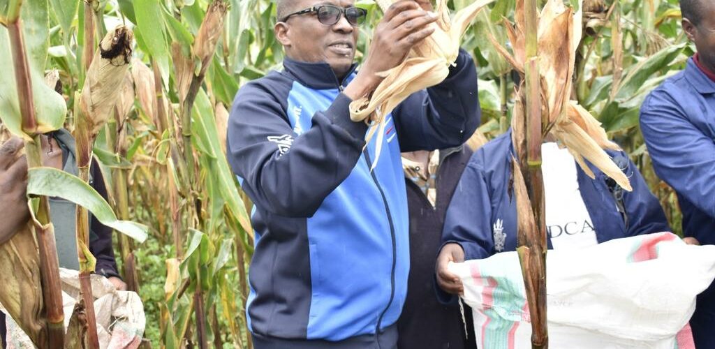 Burundi : Le Gouverneur de Kirundo lance la récolte de maïs à Vumbi.