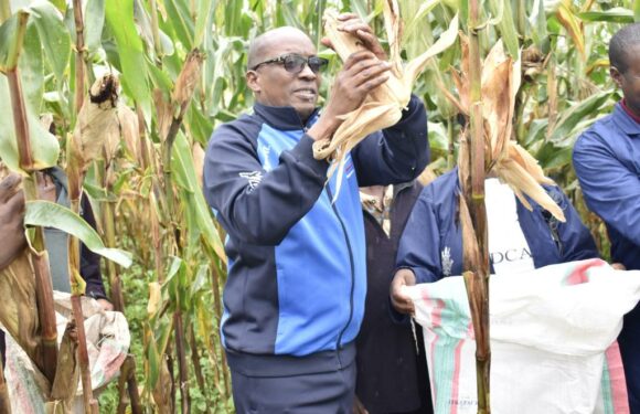 Burundi : Le Gouverneur de Kirundo lance la récolte de maïs à Vumbi.